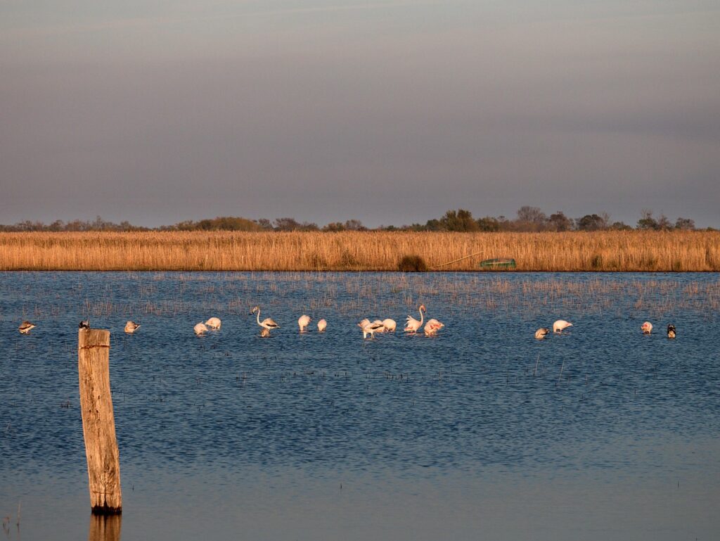 Flamands roses dans l'étang du Ponant à la Grande Motte